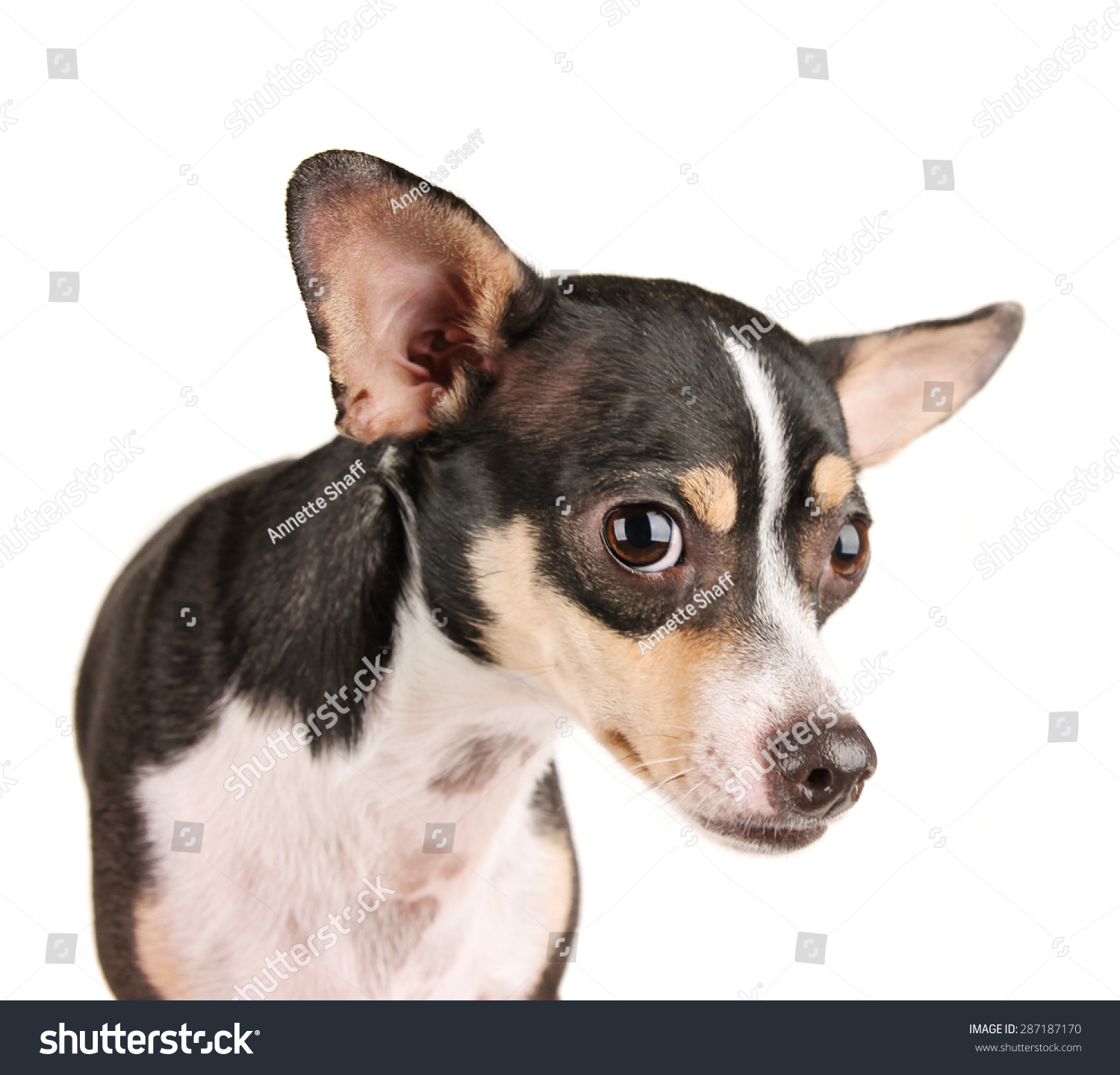 are chihuahuas rat terrier