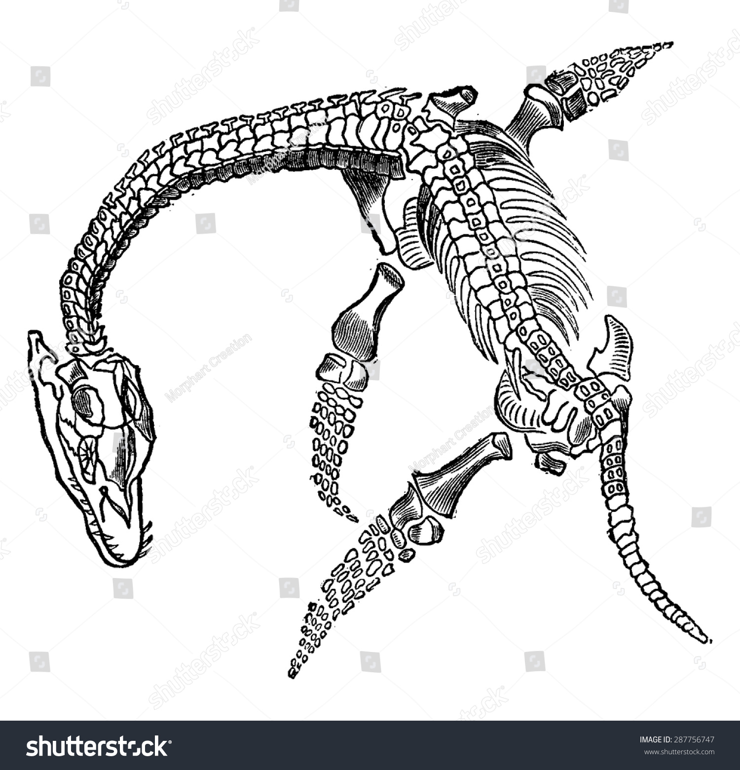 Sperm Fossil Plesiosaur Vintage Engraved Illustration Stock Vector ...