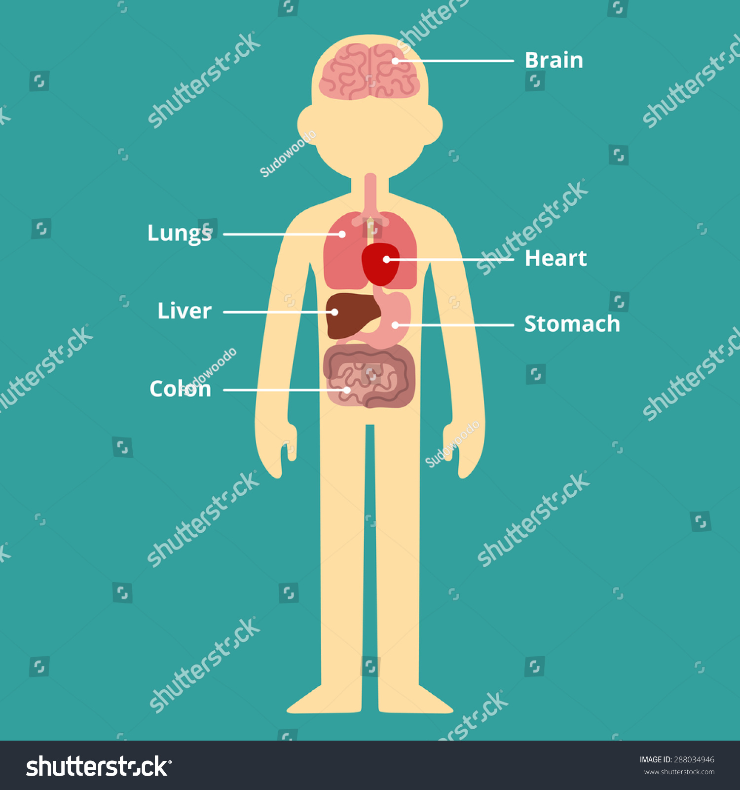 Human Internal Organ Infographic Chart Text Stock Vector (Royalty Free