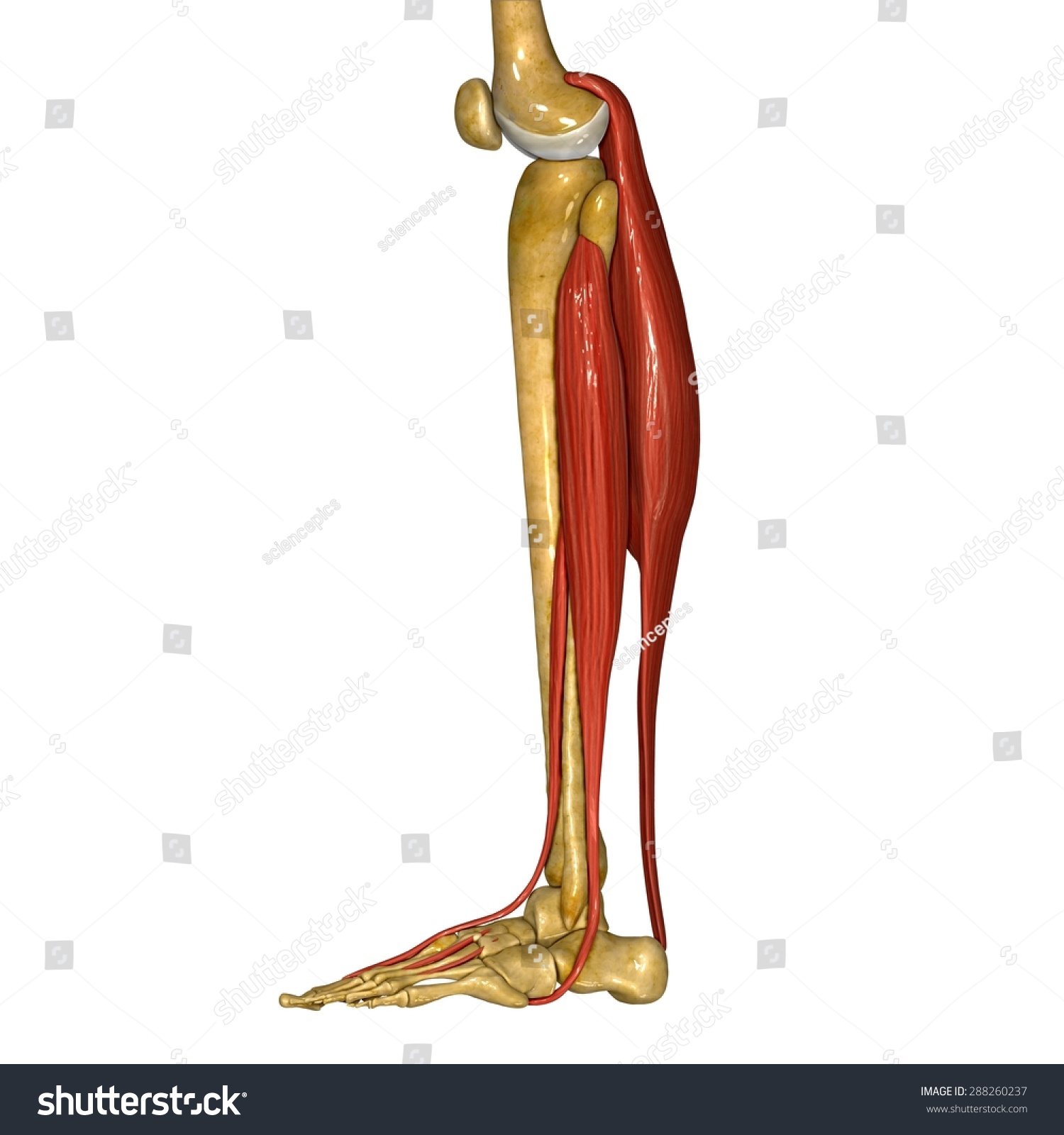 Fibula Tibia Muscles Stock Illustration 288260237 | Shutterstock