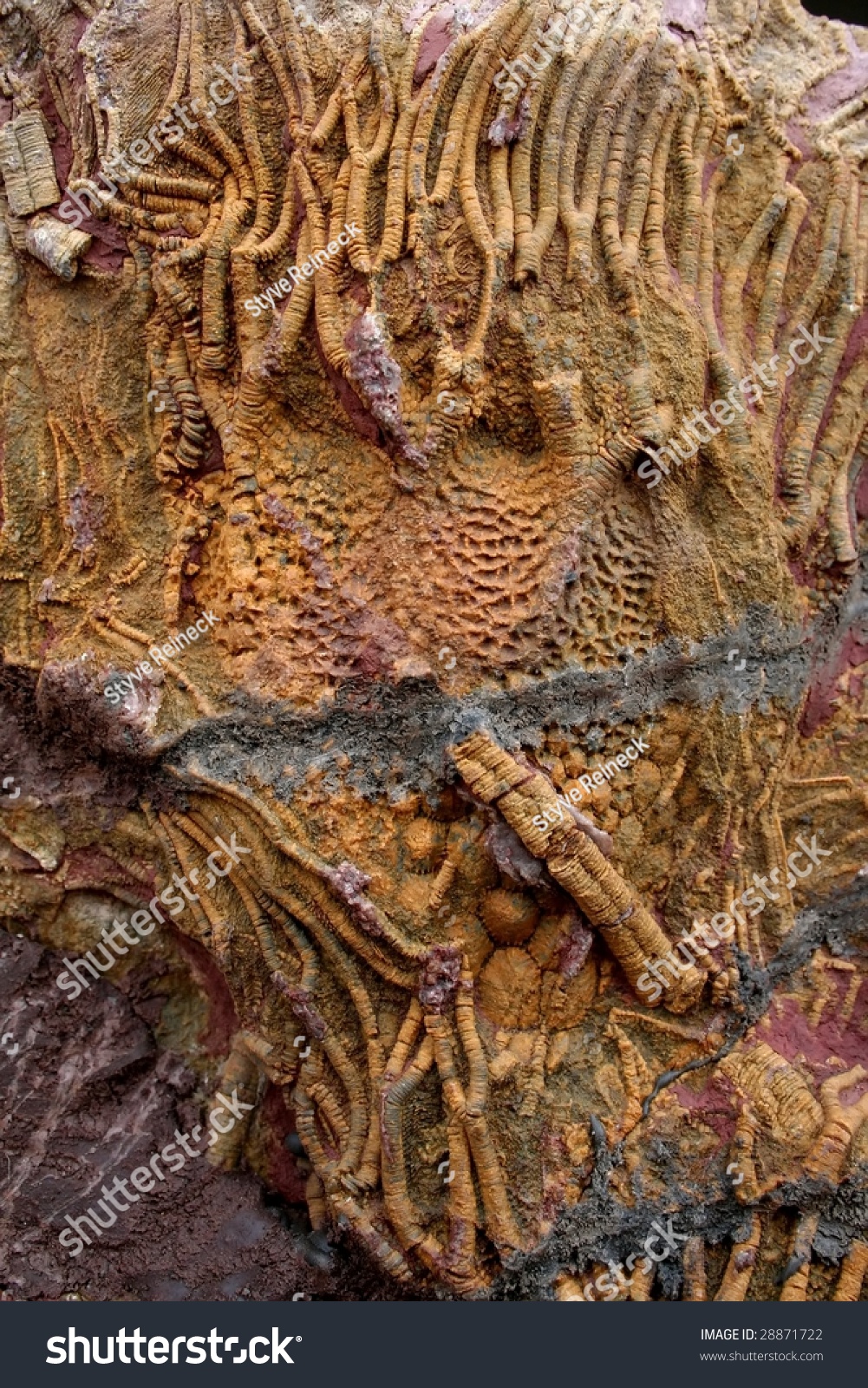 Prehistoric Fossils Sedimentary Rock Background Found Foto stock