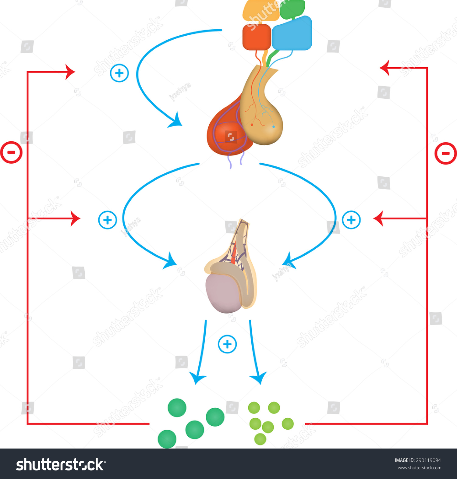 Male Hypothalamic Pituitary Gonadal Axis Flow Stock Vector (Royalty ...