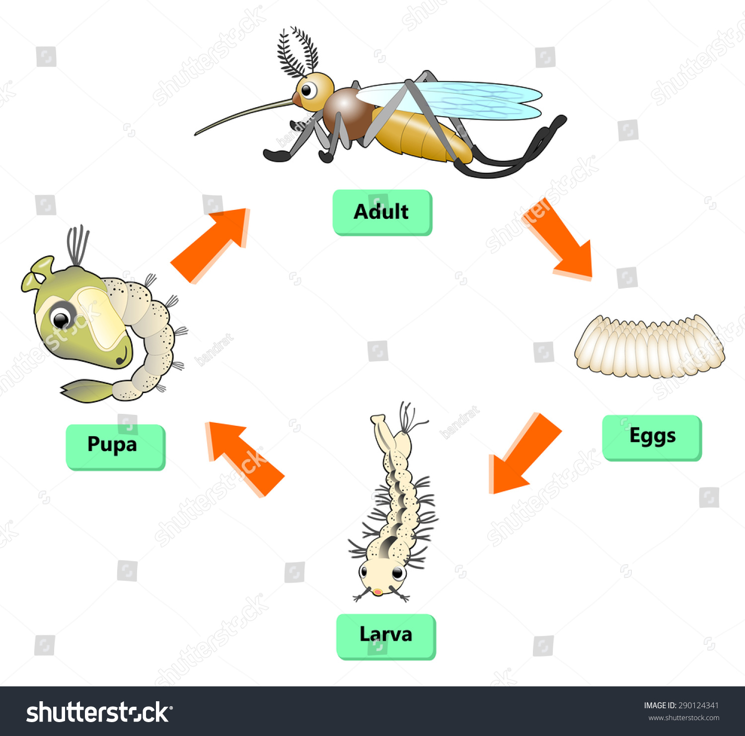 Mosquito Life Cycle Stock Illustration 290124341 | Shutterstock