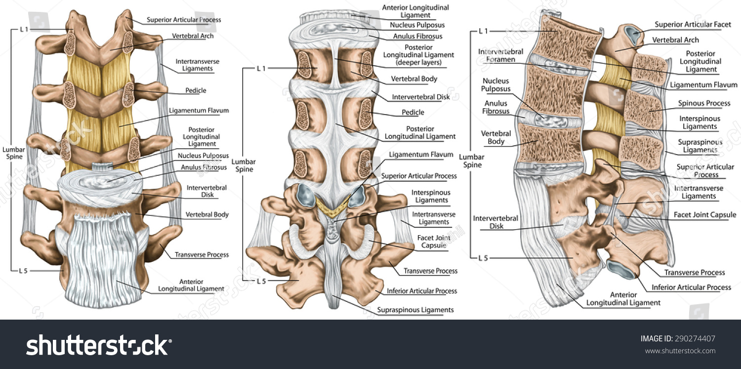 Позвонки грудного отдела позвоночника тип соединения. Анатомия костей поясничного отдела позвоночника. Суставы позвоночного столба анатомия. Связочный аппарат позвоночного столба для всех суставов. Суставы поясничного отдела позвоночника анатомия.