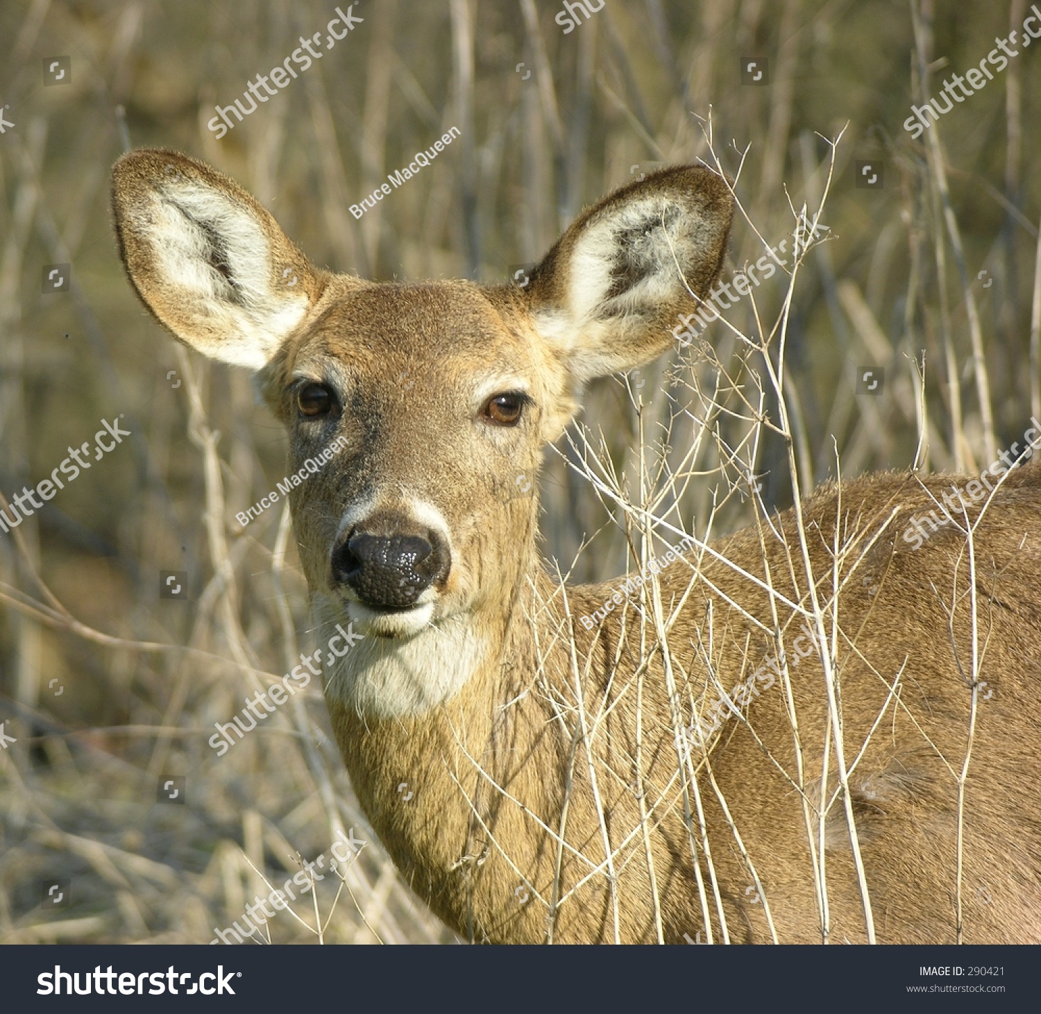 Whitetail Deer Doe Head Shot Stock Photo 290421 | Shutterstock