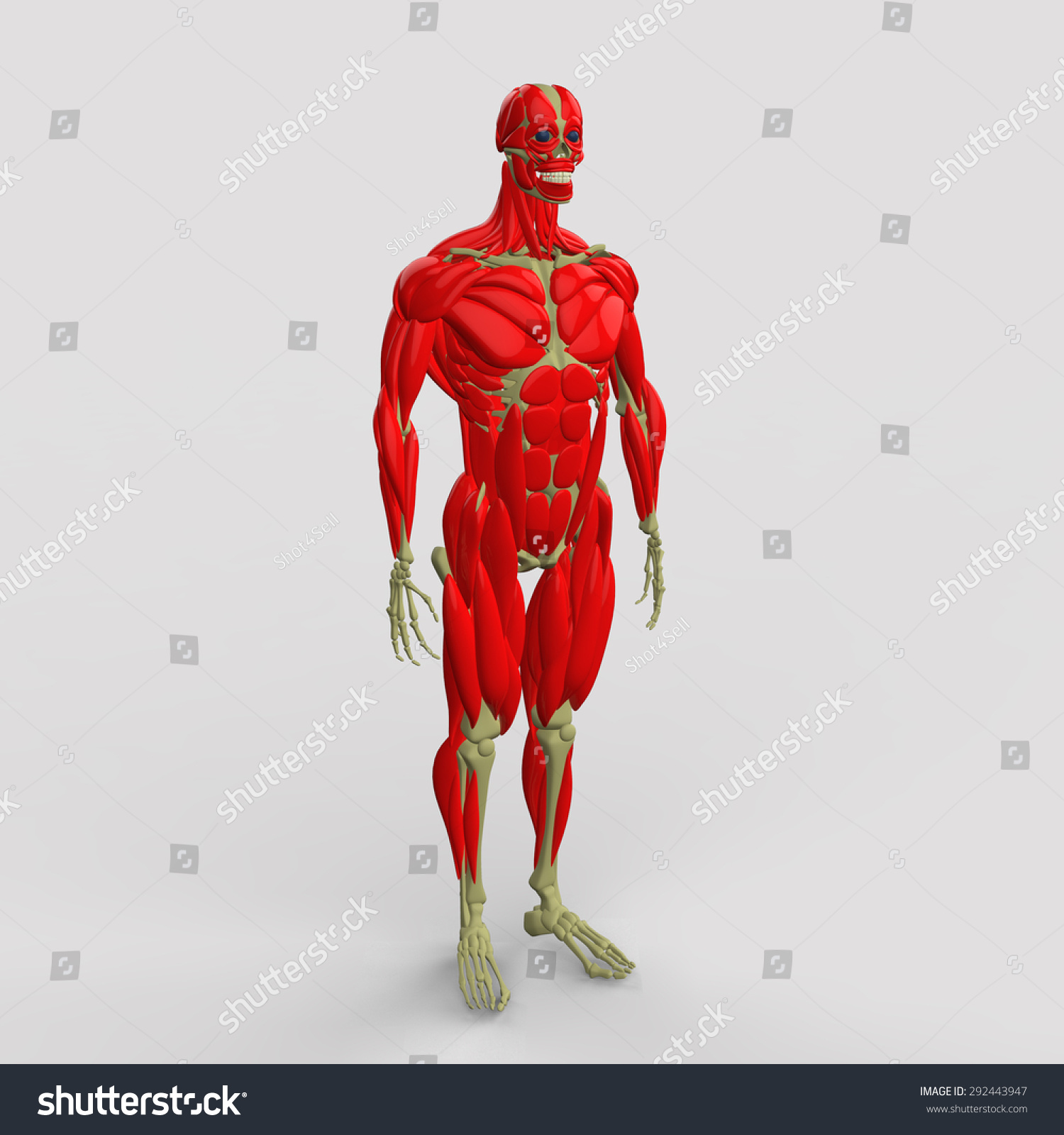 Human Muscles Anatomy Stock Illustration 292443947 | Shutterstock