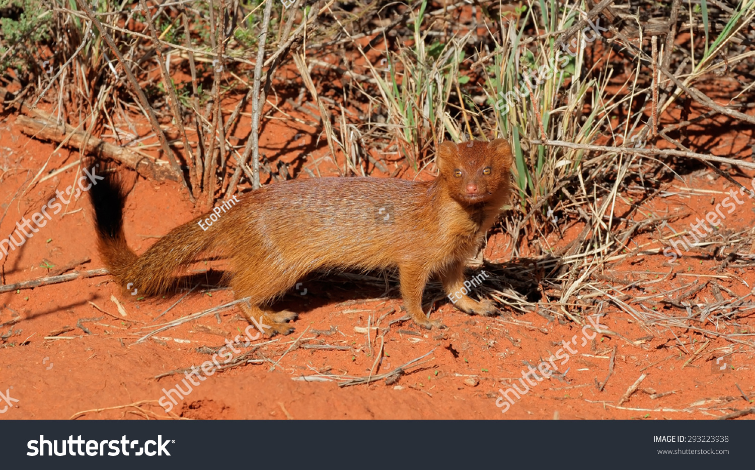 Slender Mongoose Galerella Sanguinea Natural Habitat Stock Photo ...