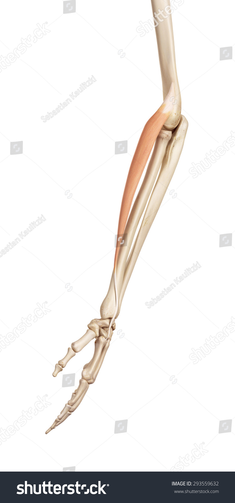 Medical Accurate Illustration Extensor Carpi Radialis Stock