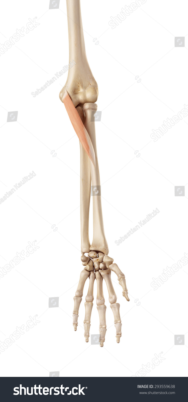 Medical Accurate Illustration Pronator Teres Stock Illustration ...