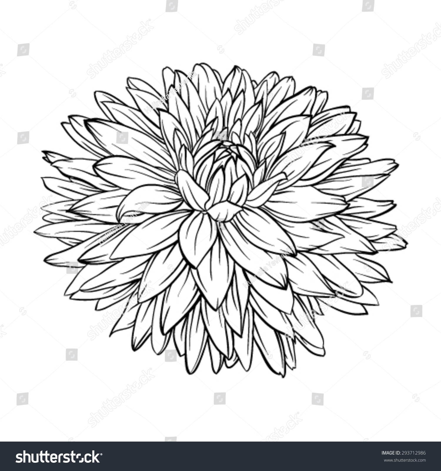 Beautiful Monochrome Black White Dahlia Flower Stock Vector Royalty Free 293712986 Shutterstock 2467