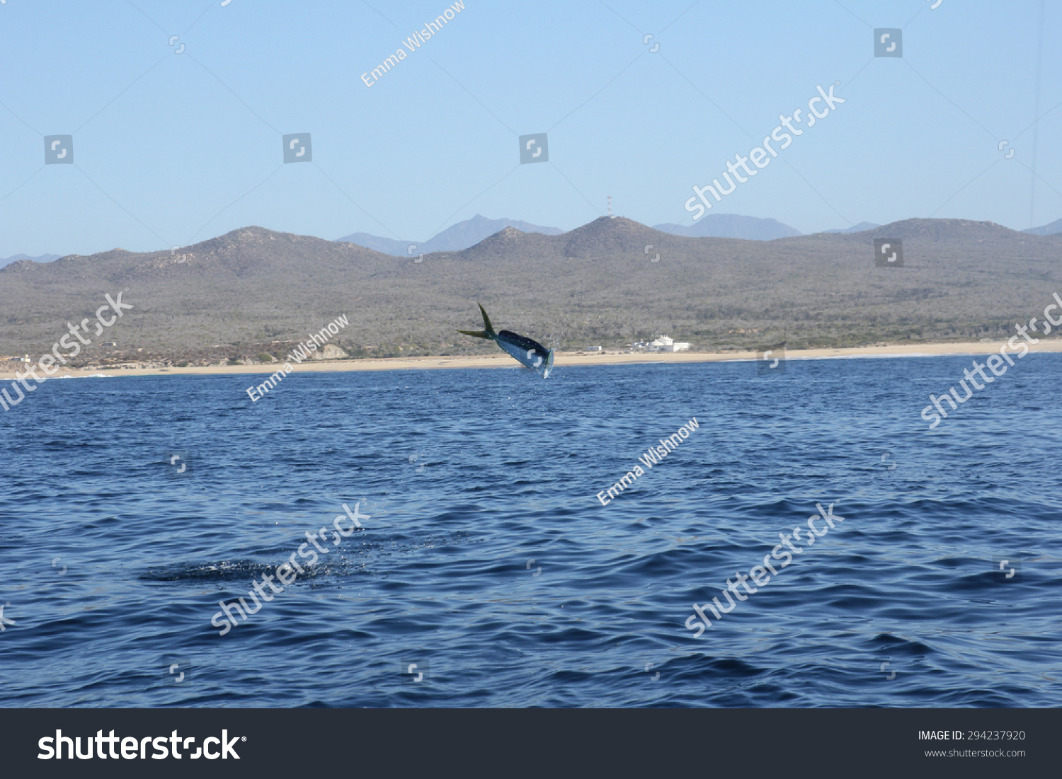 Mahi Mahi Jumping Out Water Cabo Stock Photo 294237920 Shutterstock