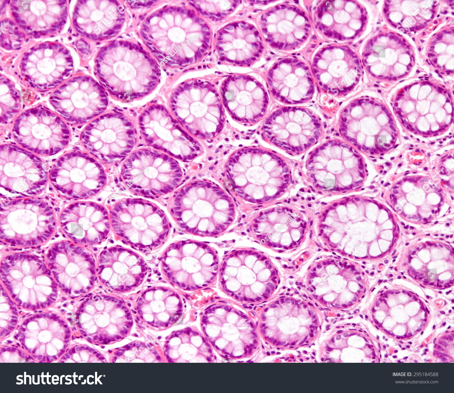 Cross Section Intestinal Glands Crypts Showing Foto De Stock 295184588 Shutterstock