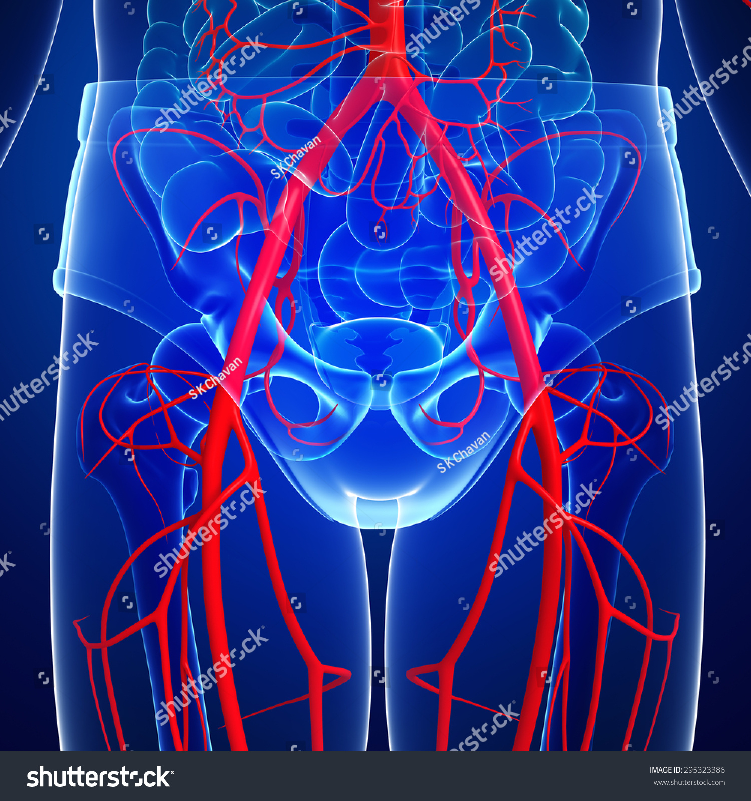 3d Rendered Illustration Human Arterial System Stock Illustration ...