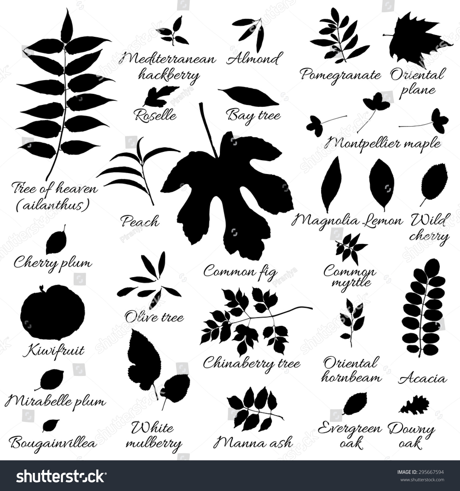 Silhouettes Tree Leaves Ailanthus Mulberry Mirabelle Stock Vector ...