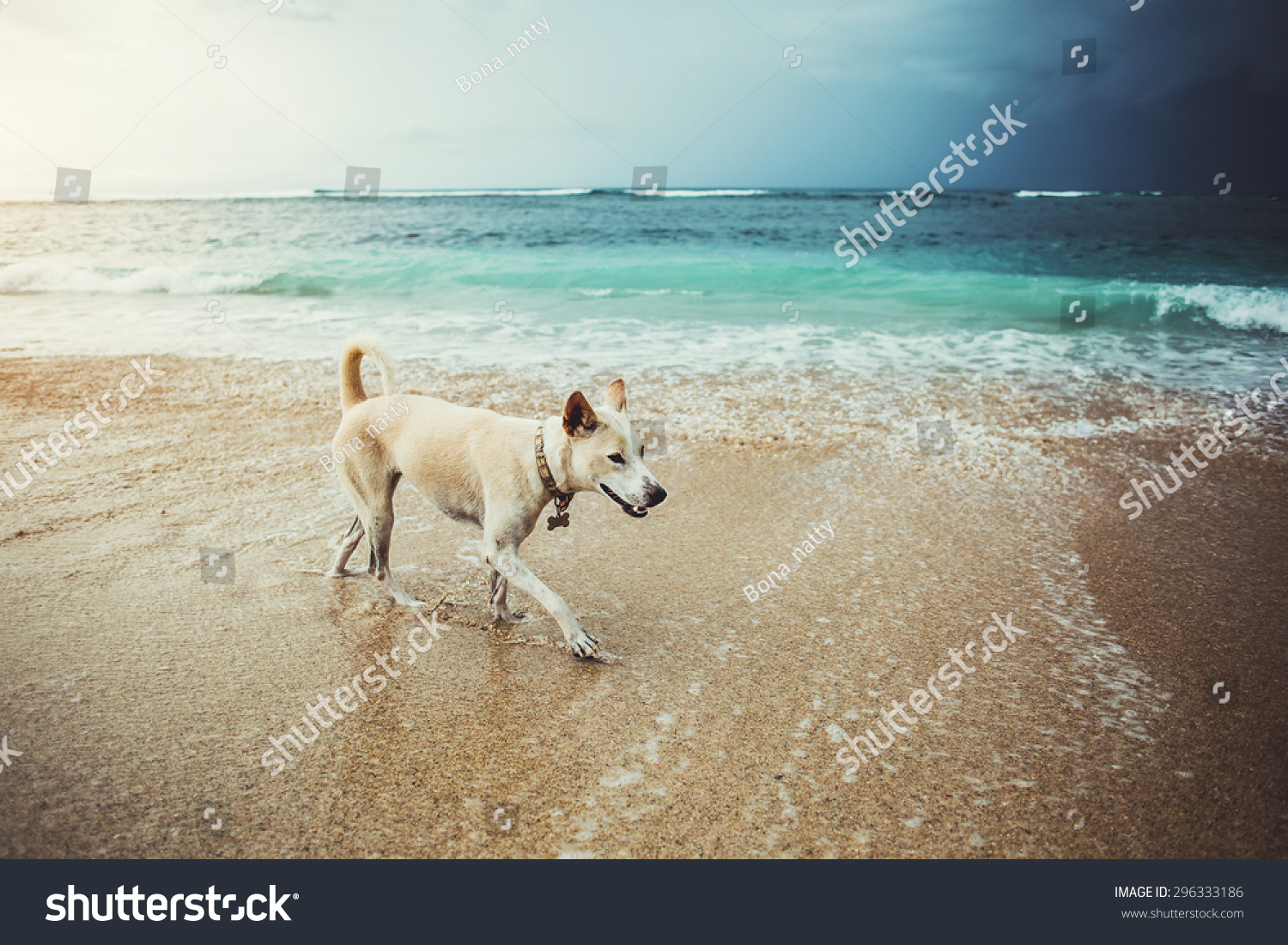 is sand good for dog runs