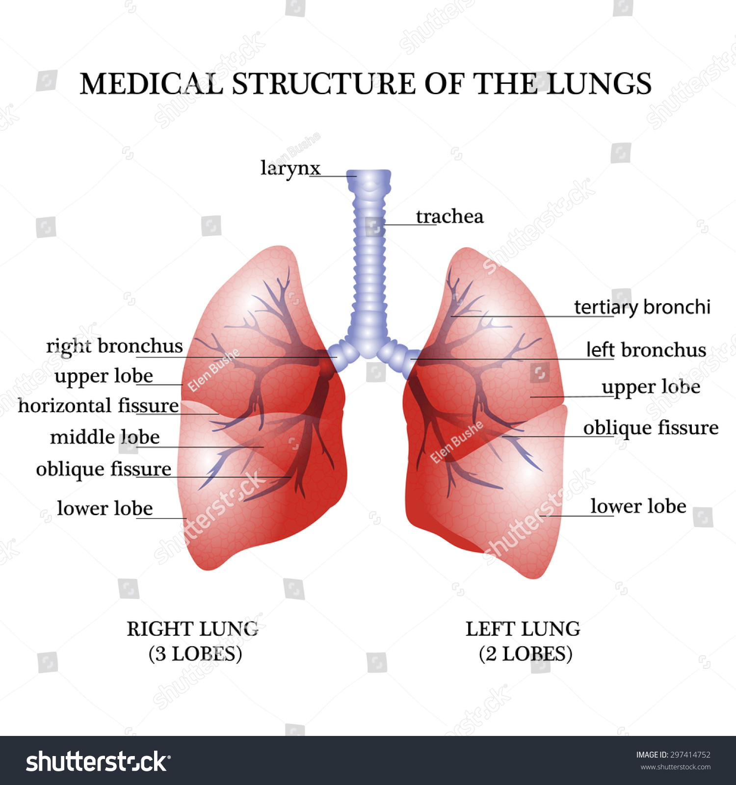 Medical Structure Lungs Stock Illustration 297414752 | Shutterstock