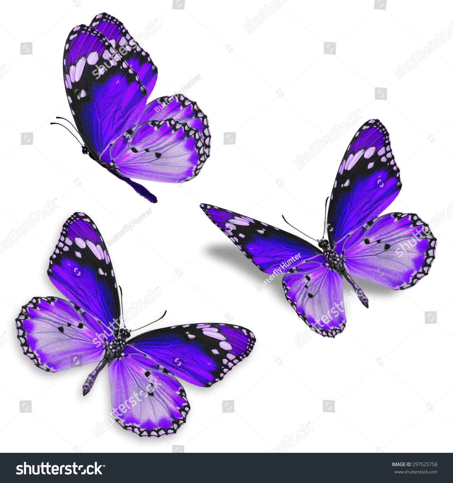 Three Purple Butterfly Isolated On White Stock Photo 297525758 ...