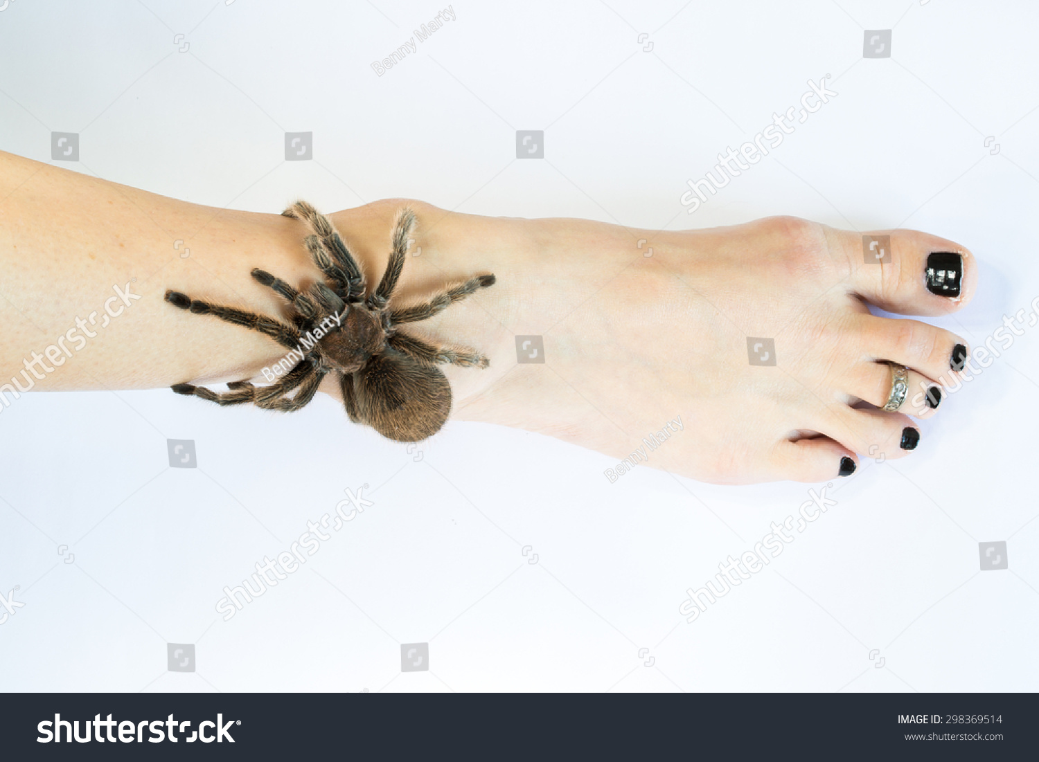 Ноги тарантула