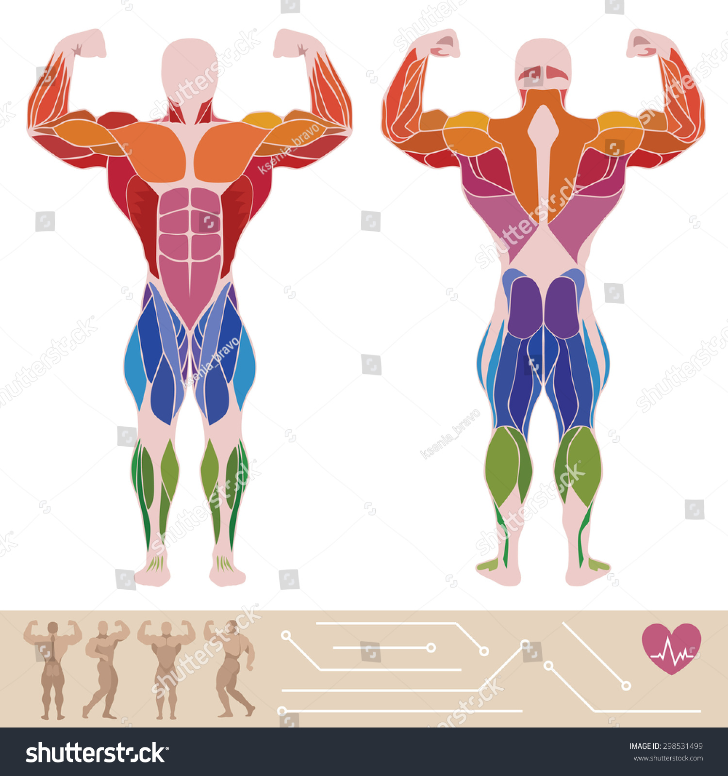 Vektor Stok Human Muscular System Anatomy Posterior Anterior Tanpa Royalti