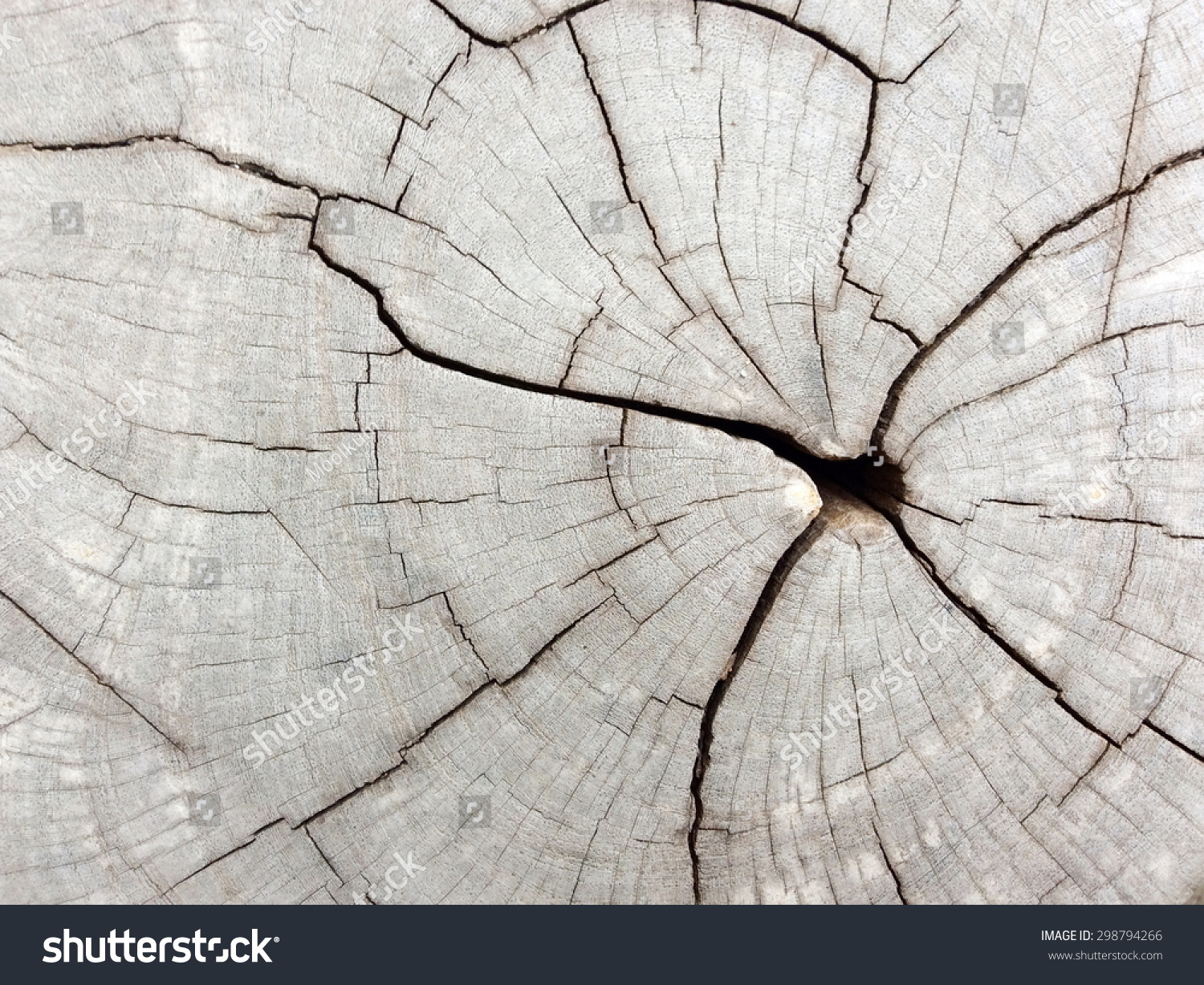 Cracked Cut Tree Top View Stock Photo 298794266 | Shutterstock