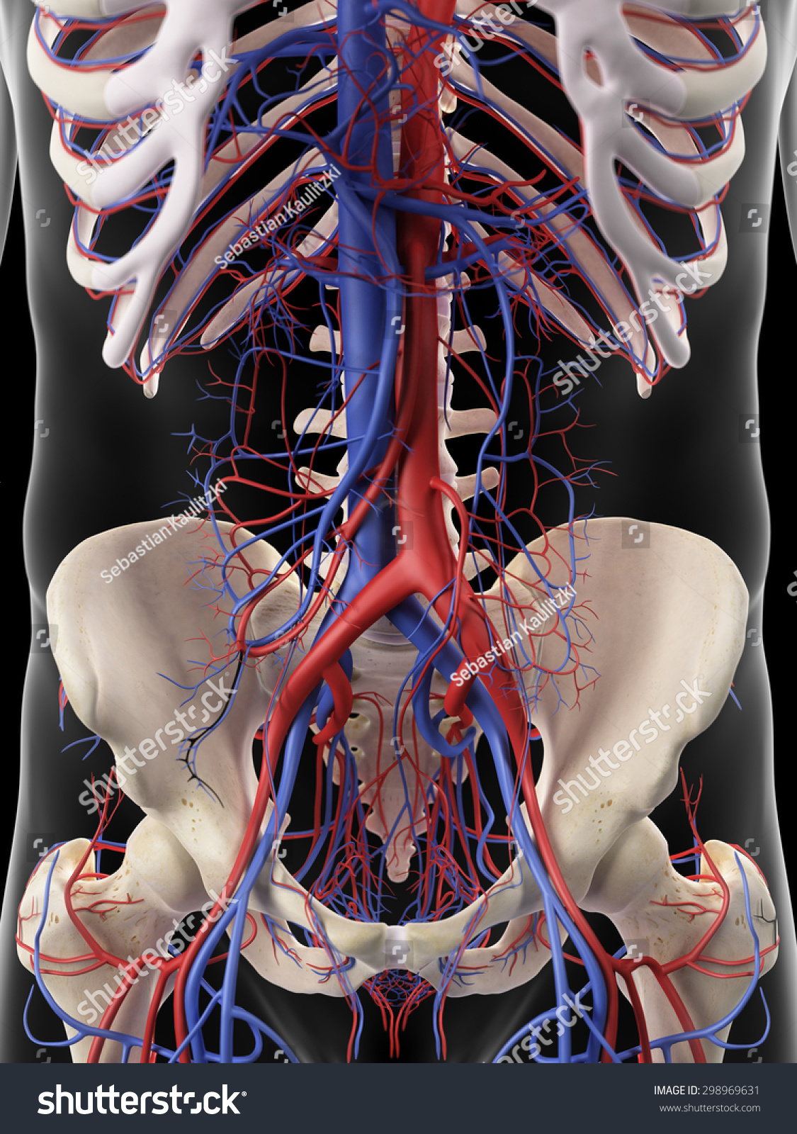 Medically Accurate Illustration Abdominal Arteries Veins Stock ...