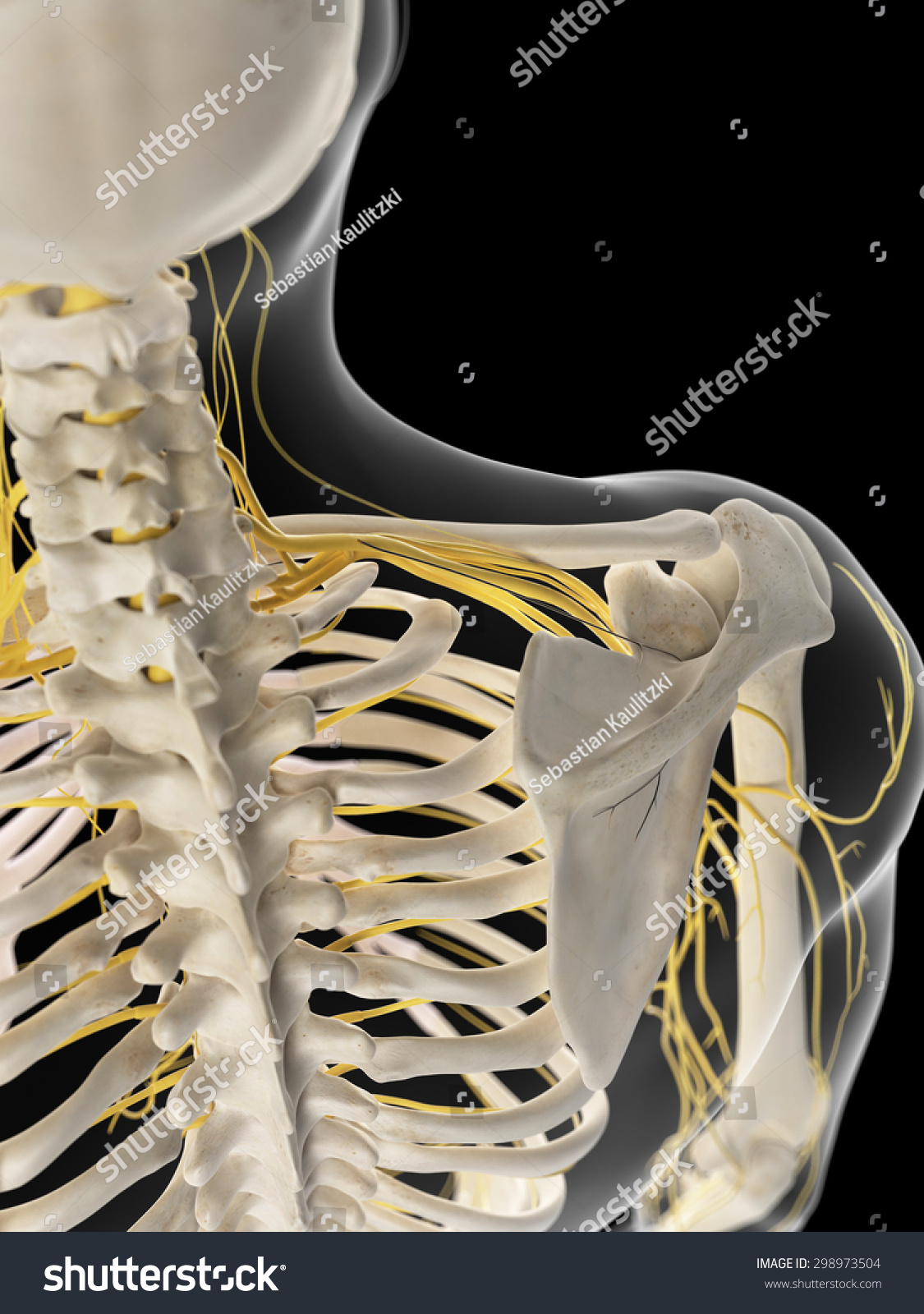 Medically Accurate Illustration Shoulder Nerves Stock Illustration ...