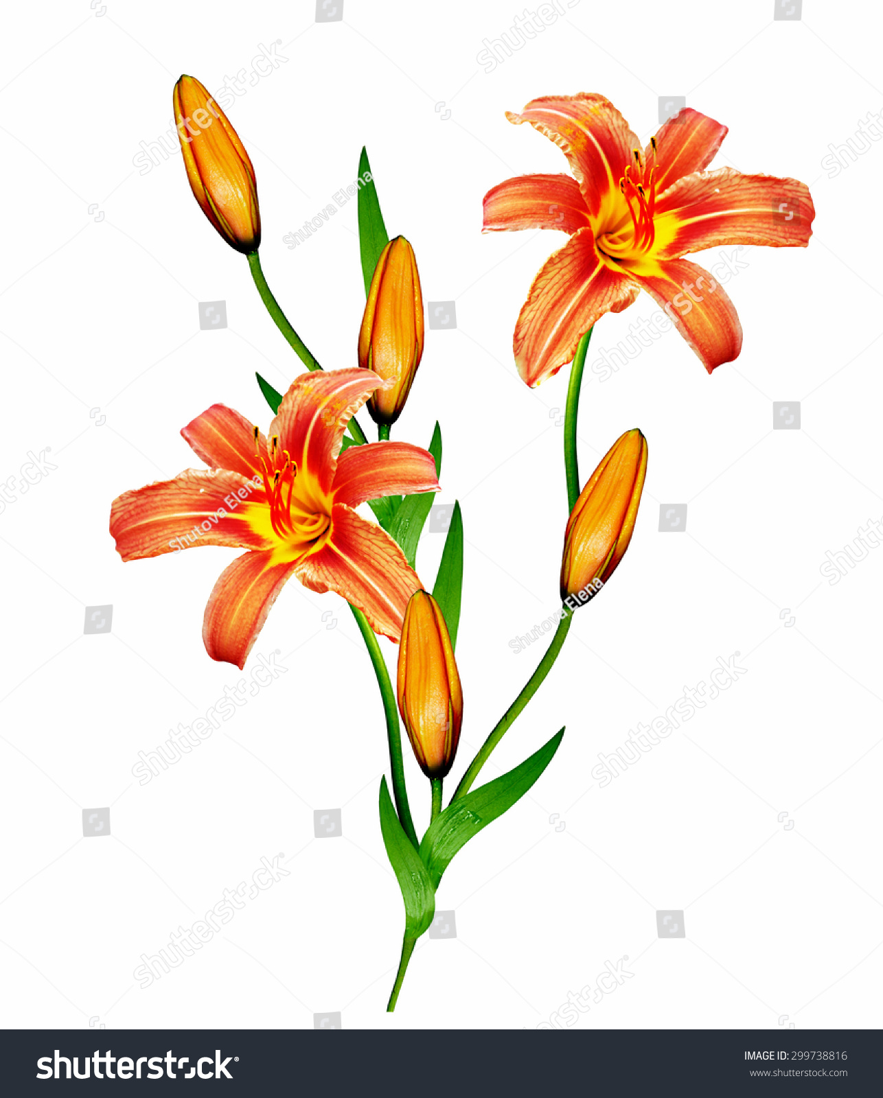 Lily Flowers Isolated On White Background Stock Photo 299738816 ...