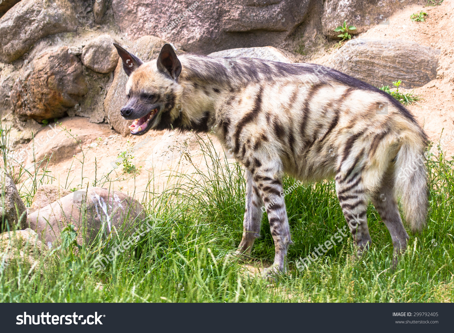 hyena laugh