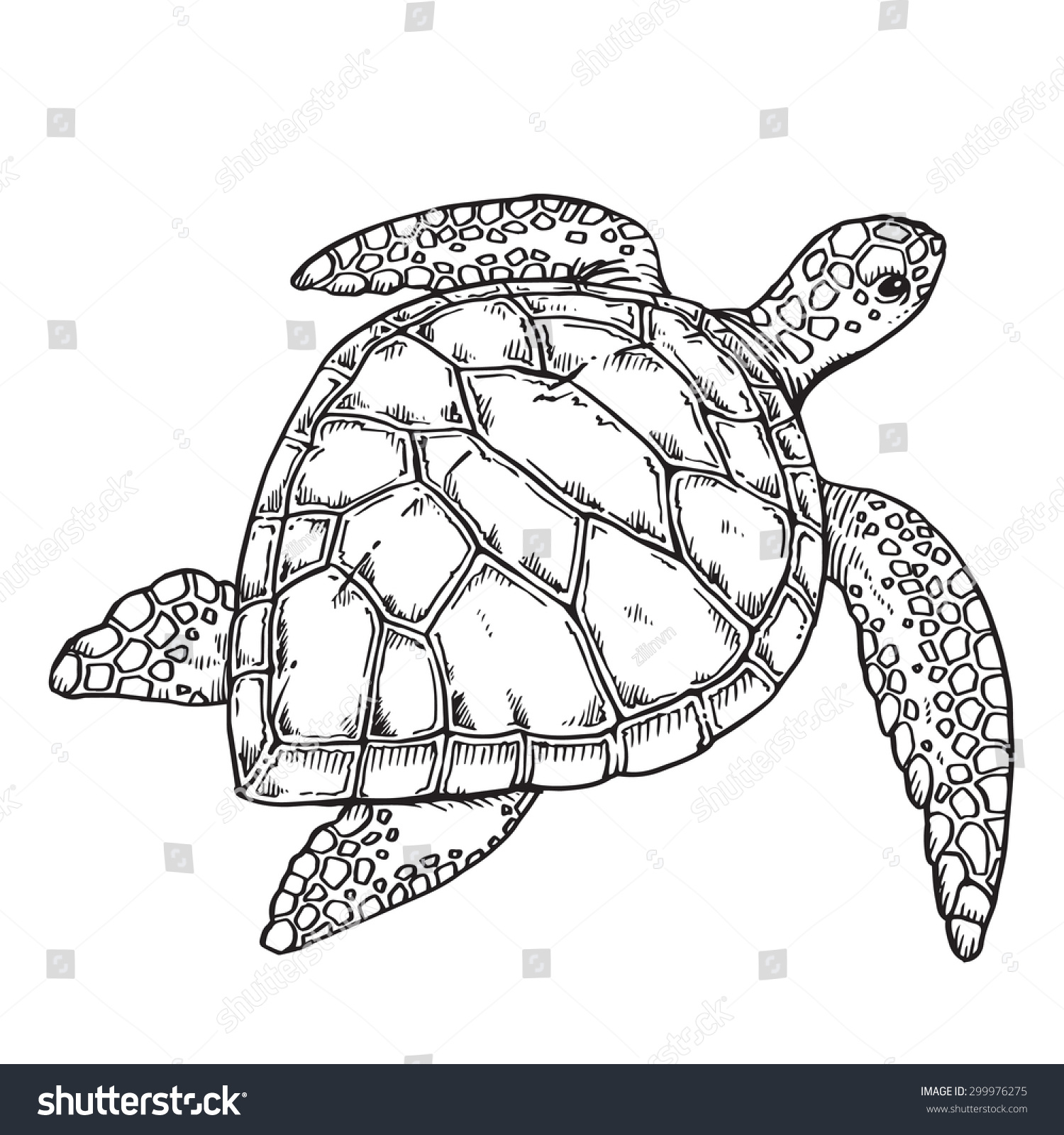 Морская черепаха карандашом для детей