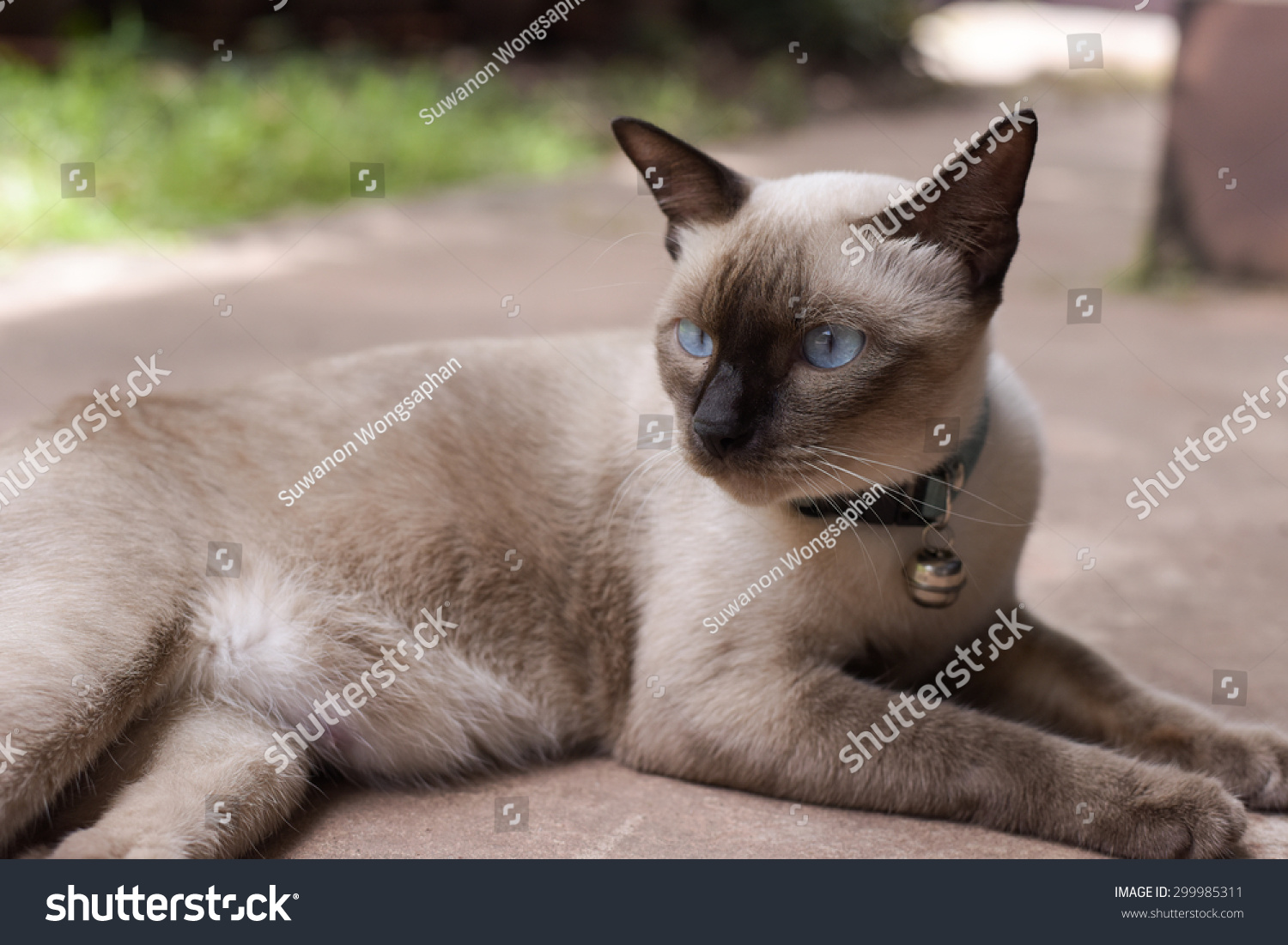 Сиамская кошка короткошерстная