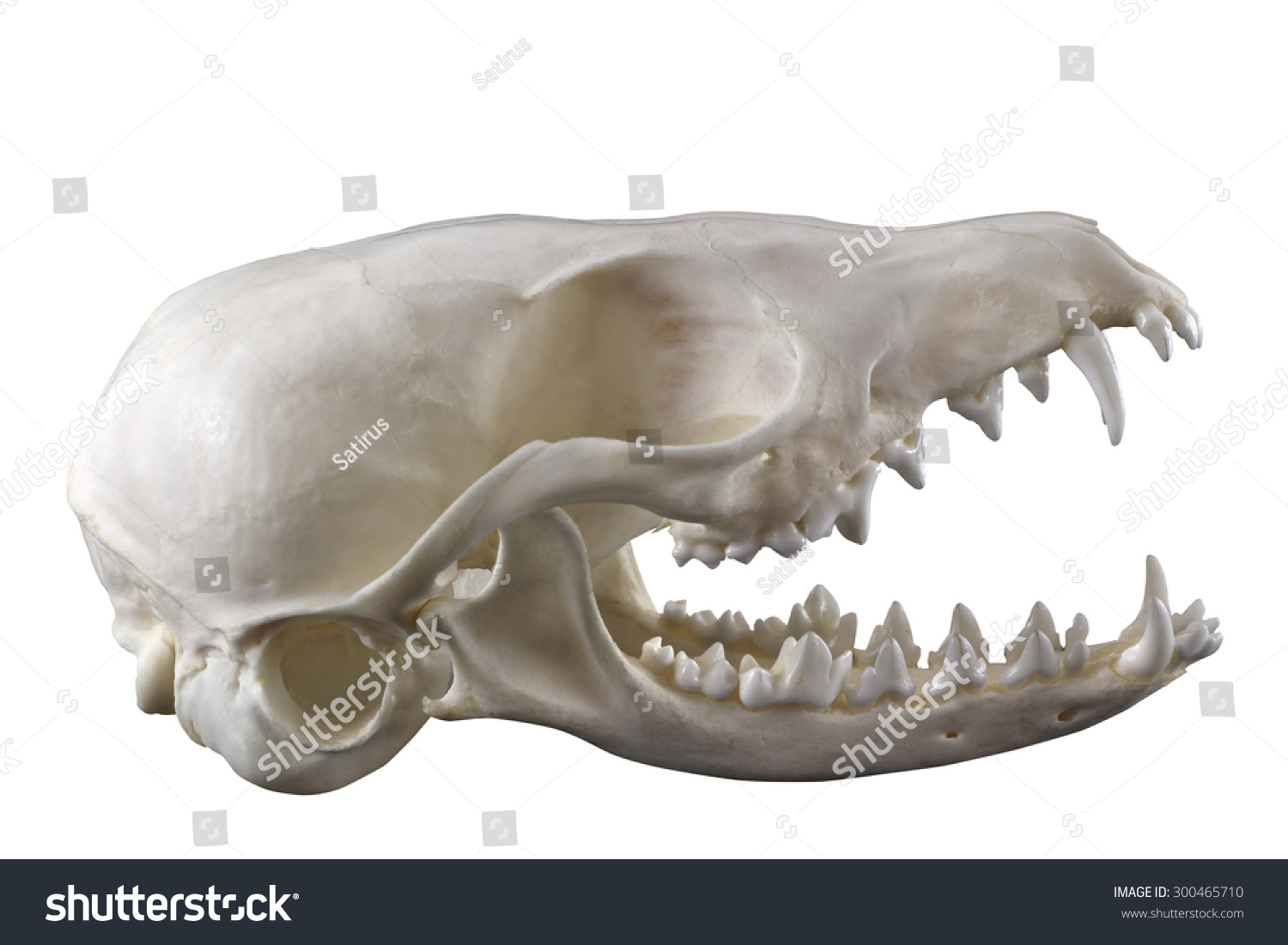 Skull Desert Fox Fennec Vulpes Zerda Stock Photo 300465710 | Shutterstock