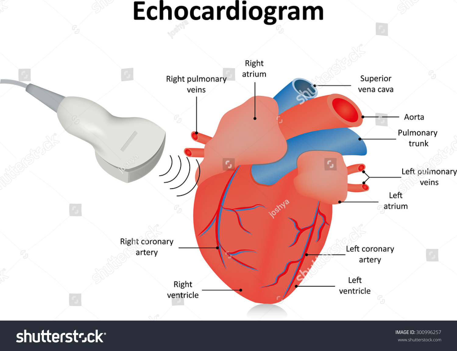 Echocardiogram Ultrasound Heart Stock Illustration 300996257 | Shutterstock