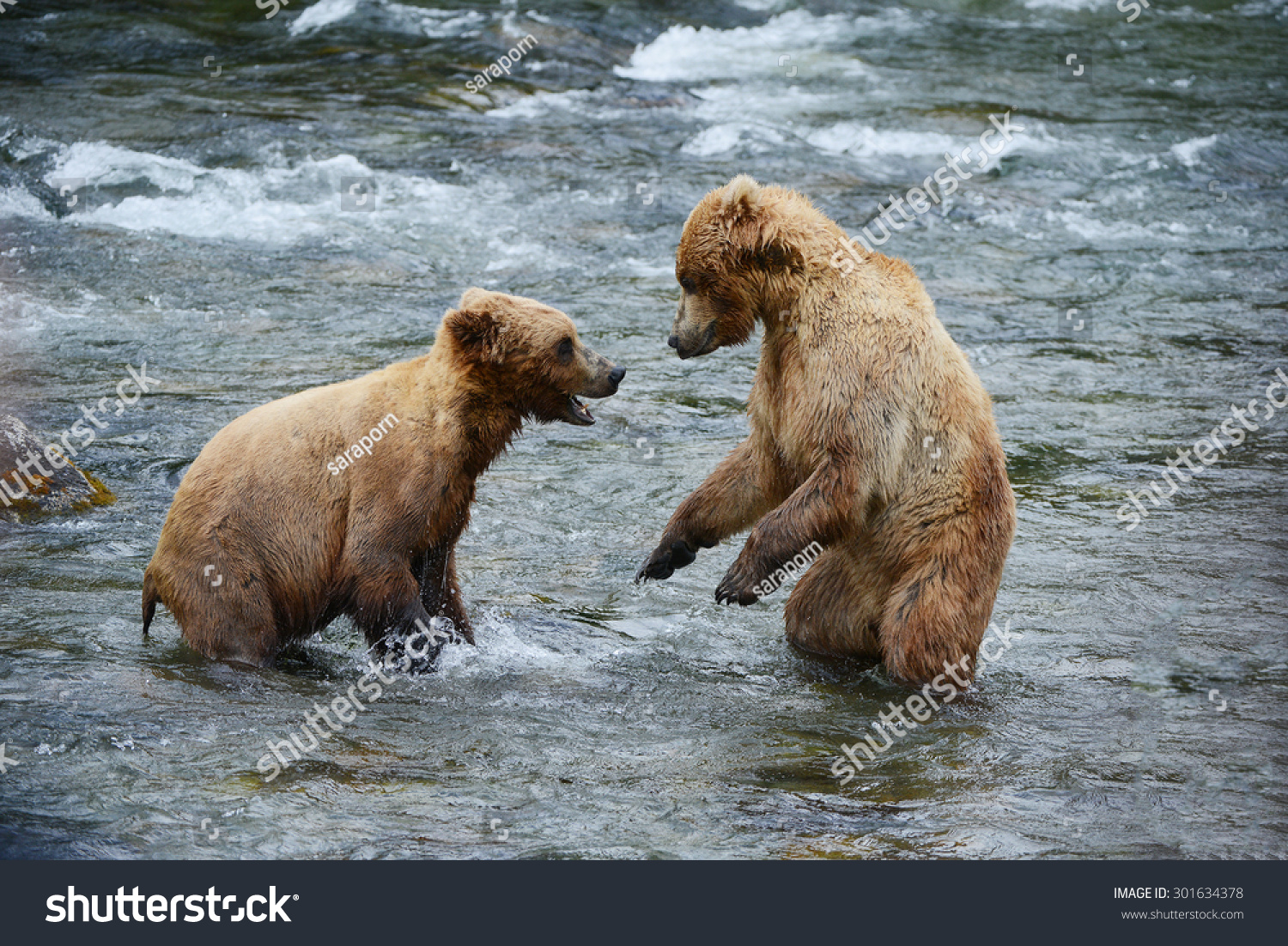 baby grizzly bear fighting