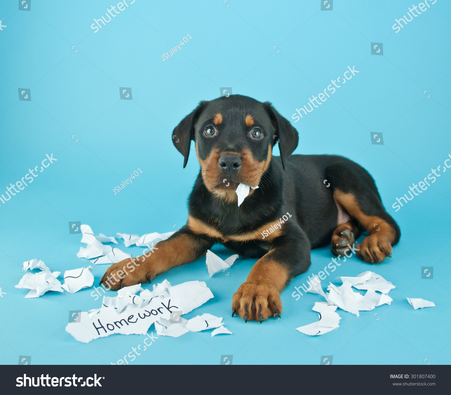 a dog eating homework