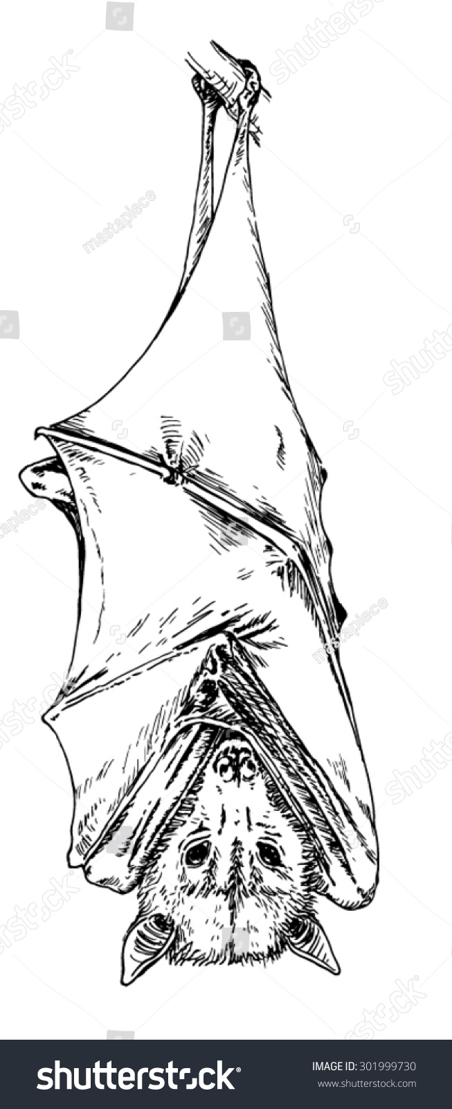 Vektor Stok Hand Drawn Realistic Sketch Hanging Bat (Tanpa Royalti