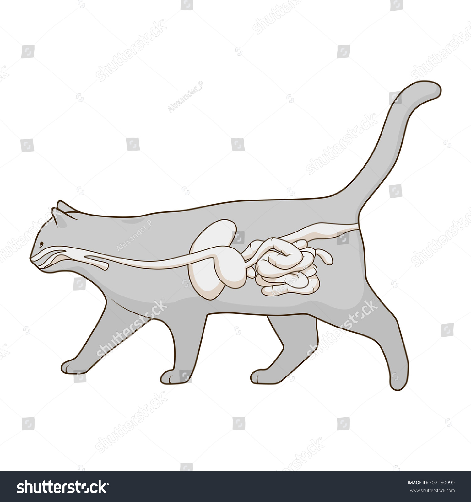 Digestive System Cat Vector Illustration Stock Vector (Royalty Free ...