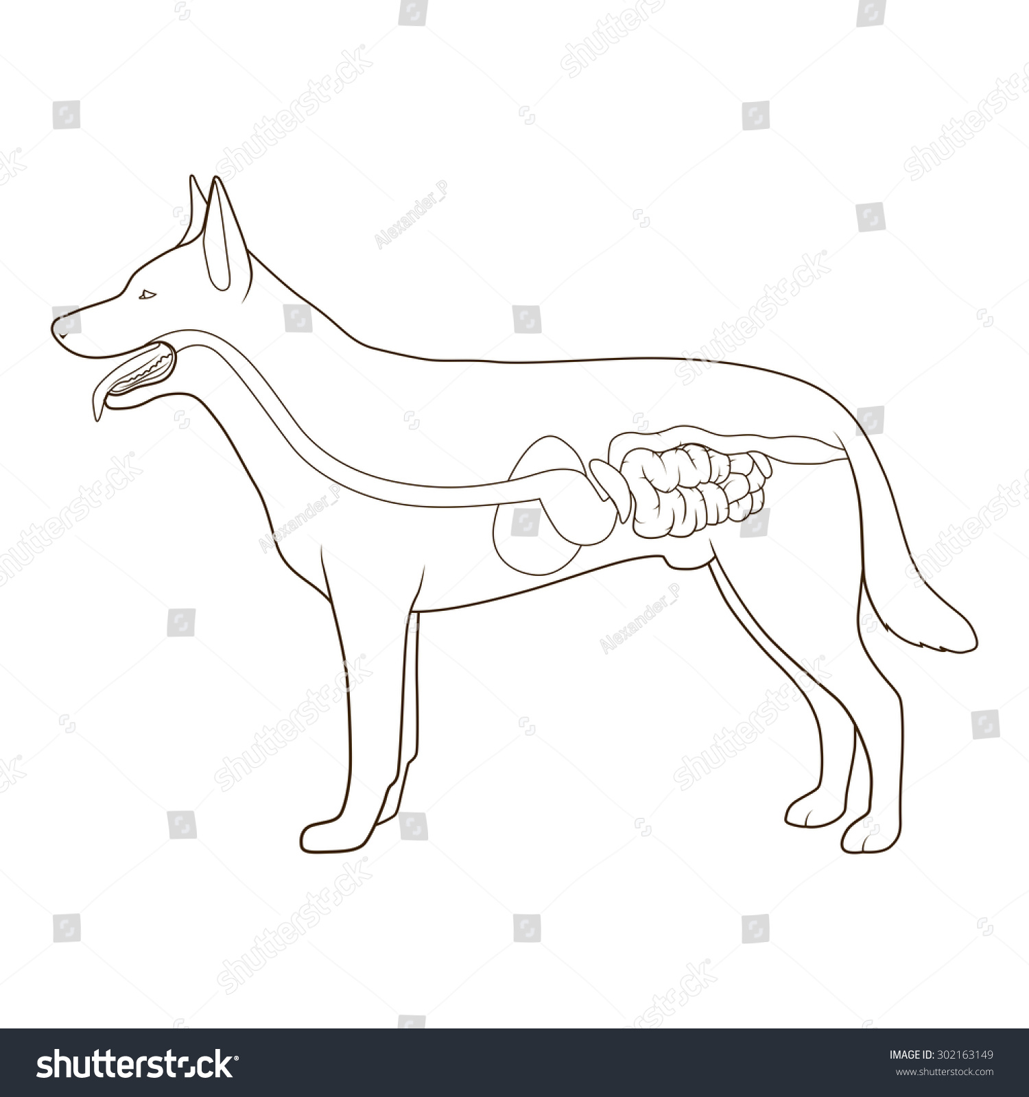 Digestive System Dog Vector Illustration Stock Vector (Royalty Free