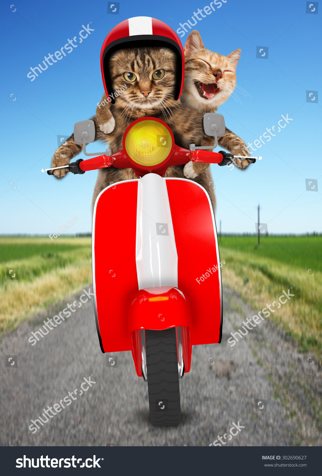 Кошка на мотоцикле