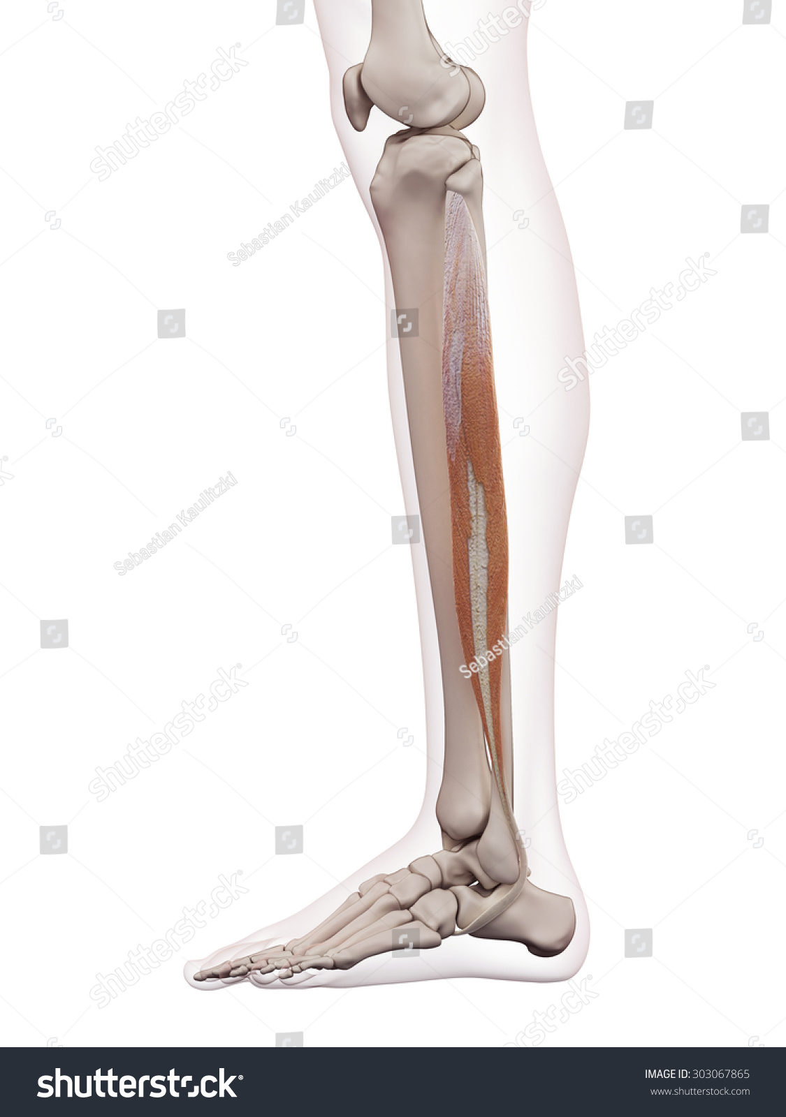 1,646 Peroneus Longus Images, Stock Photos & Vectors | Shutterstock