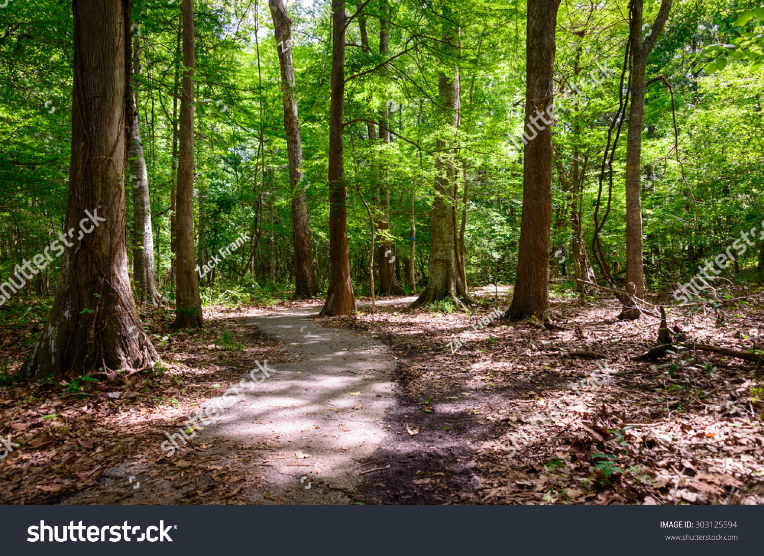 Lake Fausse Pointe State Park Stock Photo 303125594 | Shutterstock