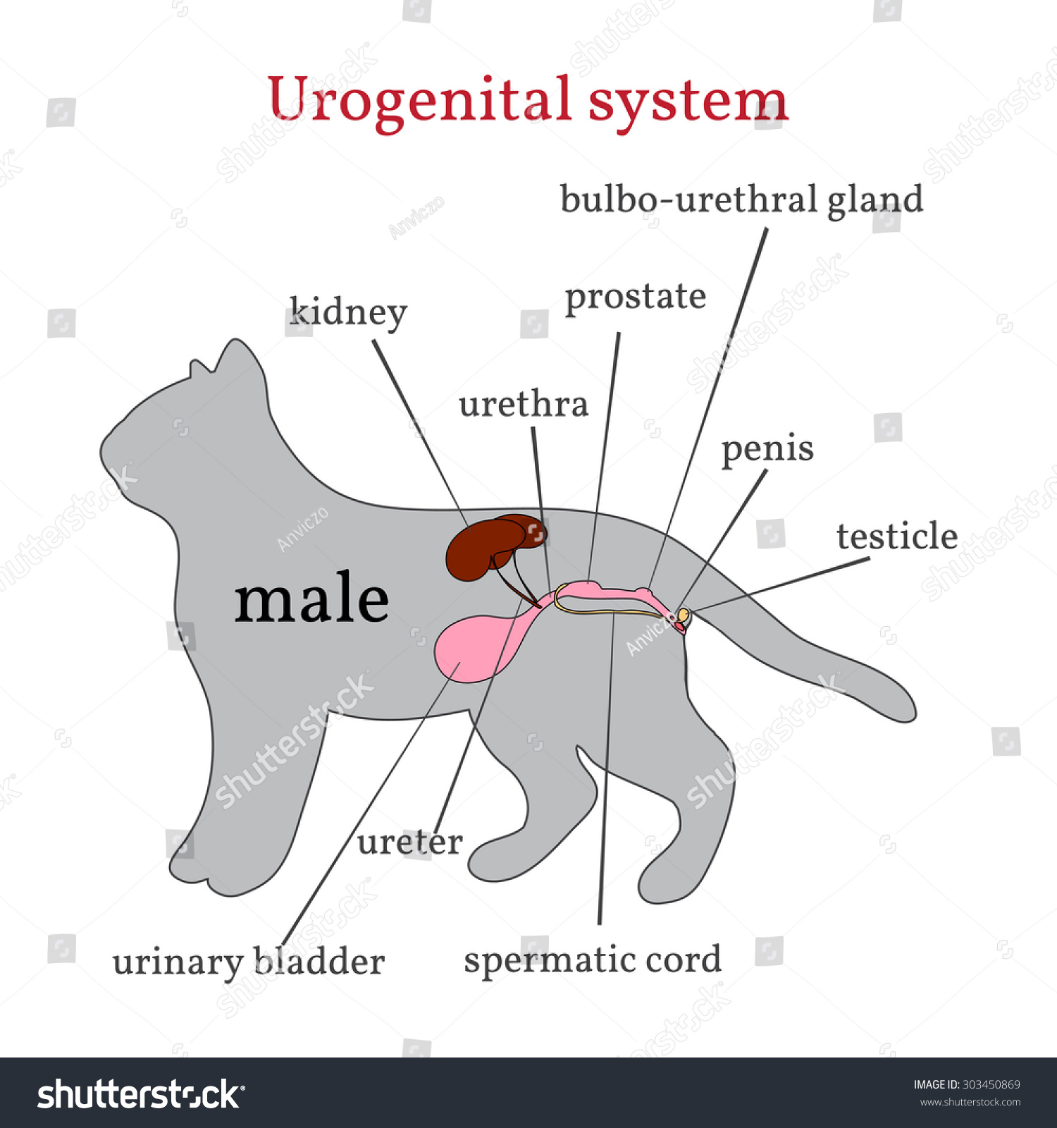 Urogenital System Male Cat Stock Illustration 303450869 | Shutterstock