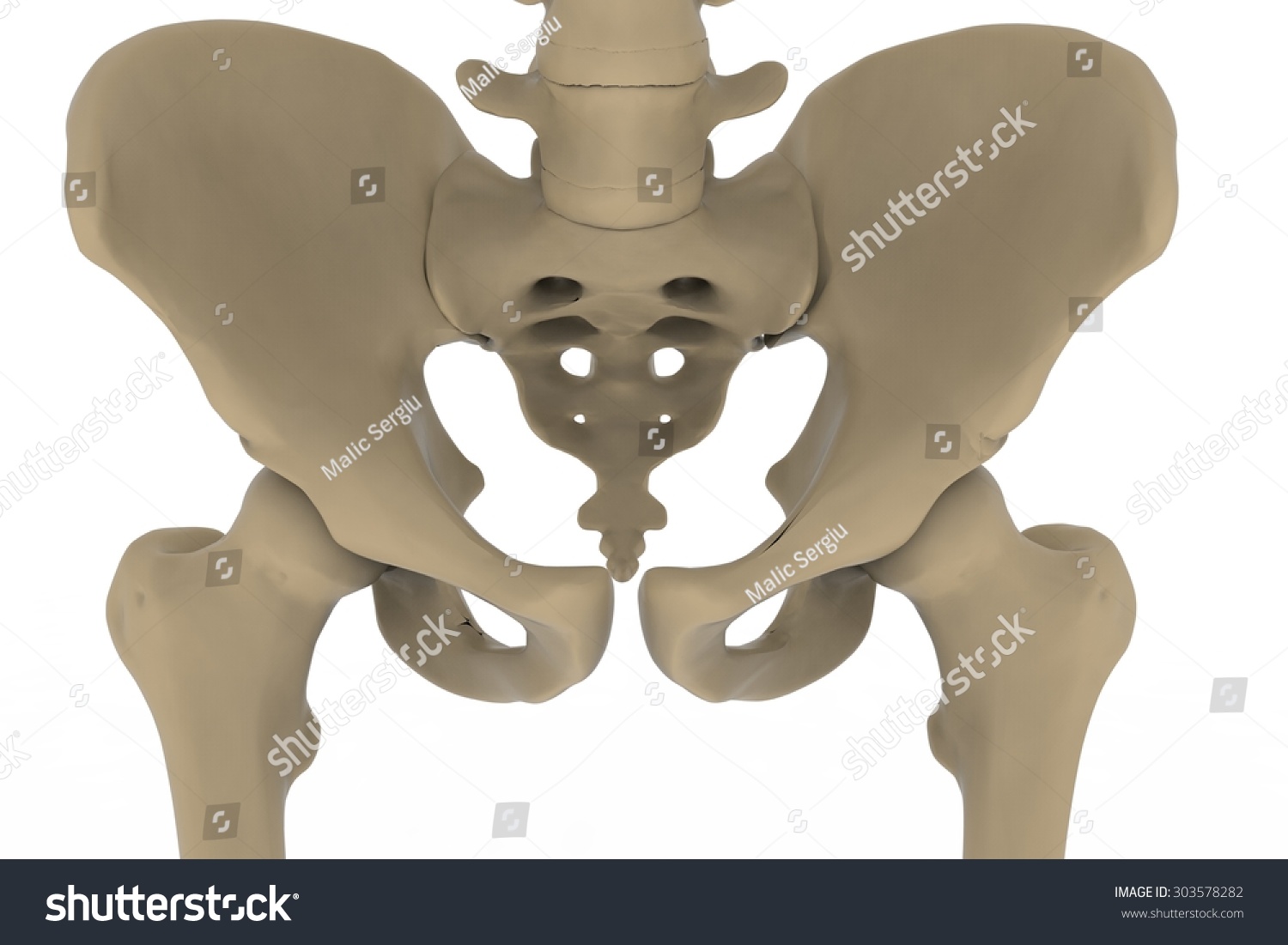 Human Skeleton Posterior Anterior View Didactic Stock Illustration ...