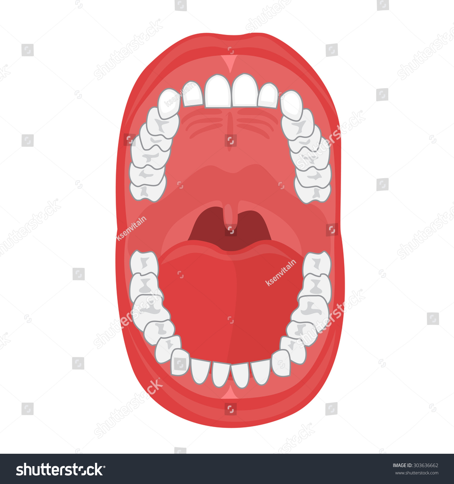 Human Oral Cavity Illustration On White Stock Vector (Royalty Free ...