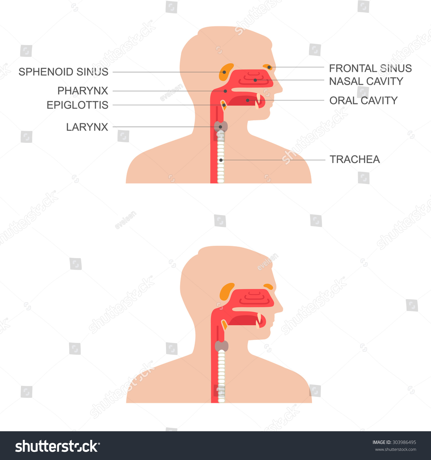 Vektor Stok Nose Throat Anatomy Human Mouth Respiratory Tanpa Royalti Shutterstock