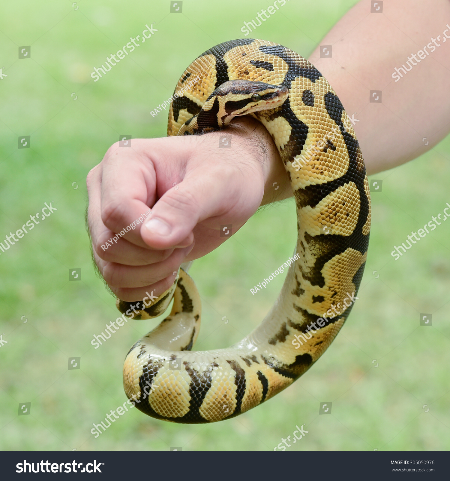 Royal Ball Python Coiled Around Arm Stock Photo 305050976 | Shutterstock