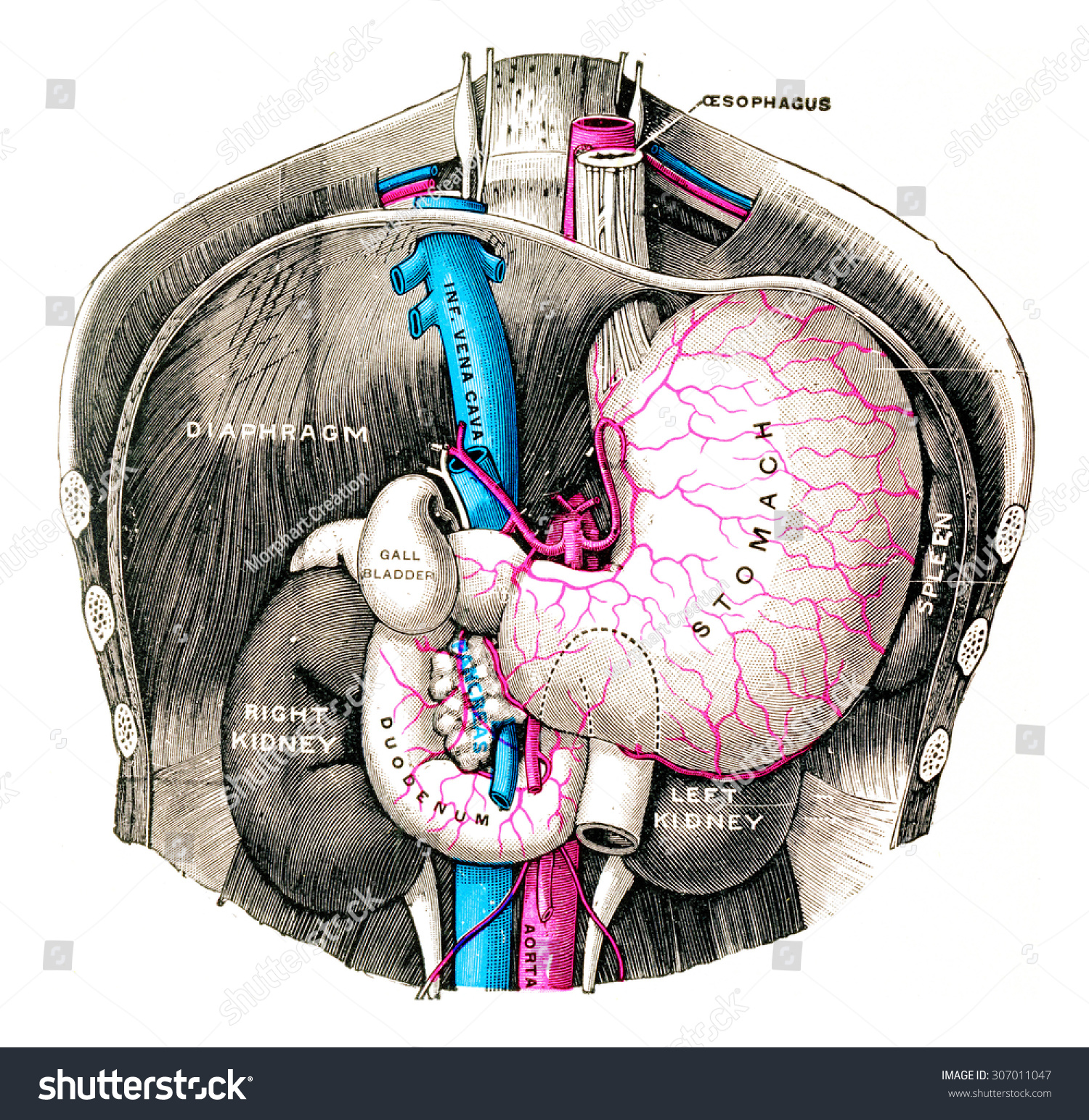 Stomach Duodenum Vintage Engraved Illustration Stock Illustration ...