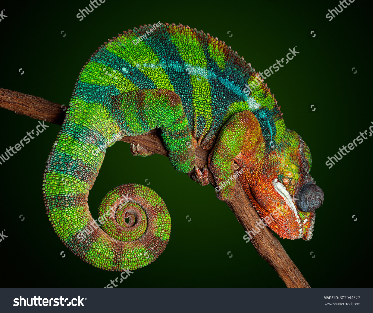 Panther Chameleon Sleeping Displaying His Night Stock Photo 307044527 ...