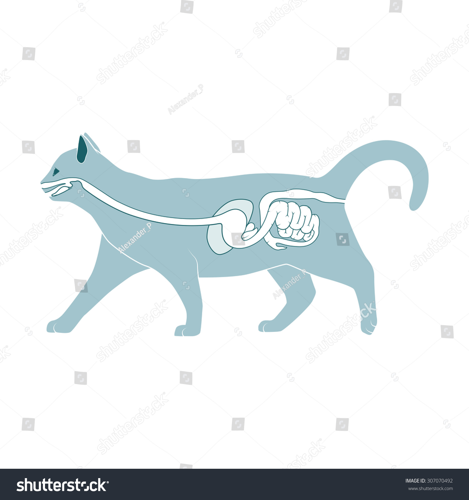 Digestive System Cat Vector Illustration Stock Vector (Royalty Free ...