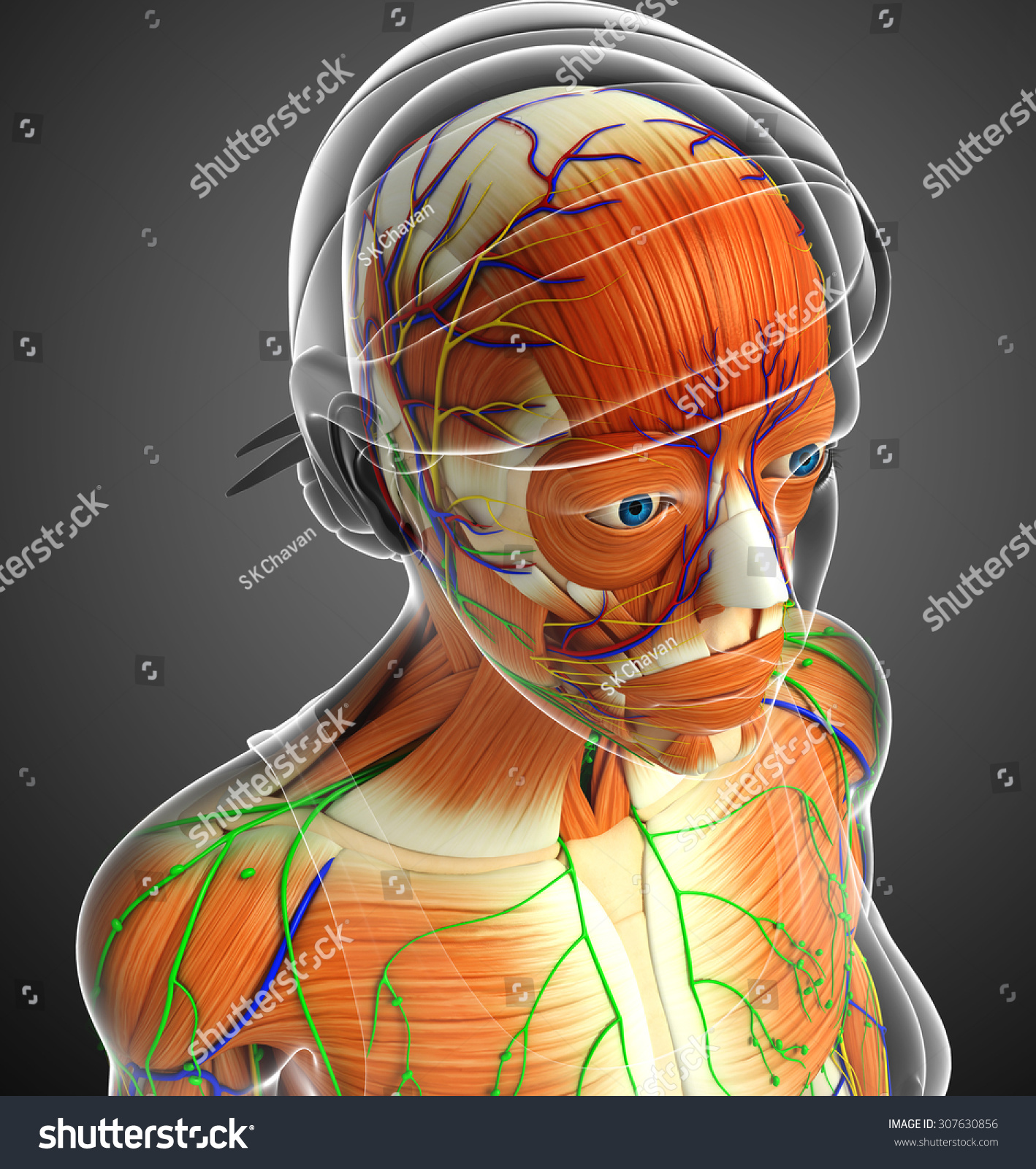 3d Rendered Illustration Female Head Anatomy Stock Illustration ...