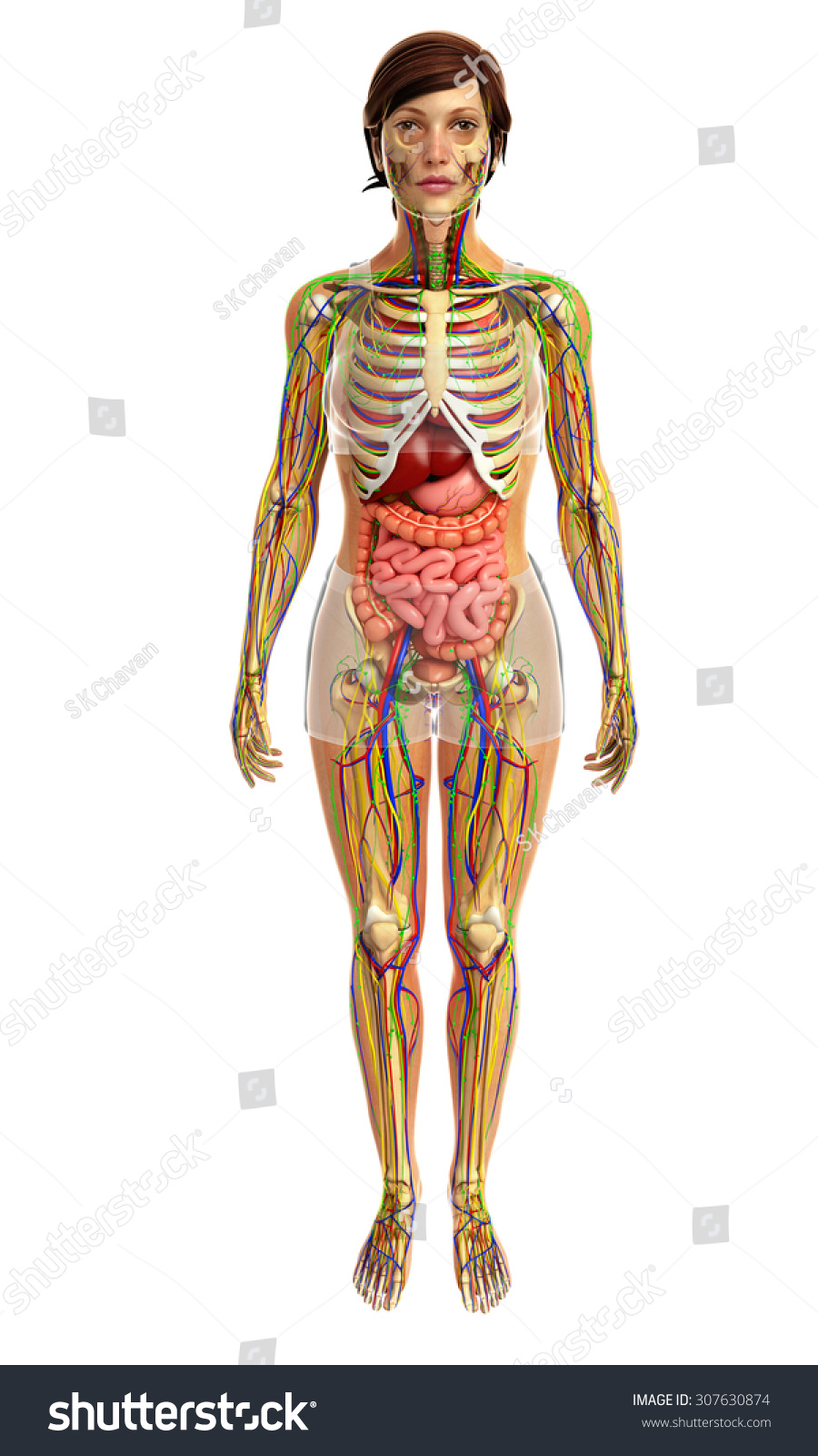 3d Rendered Illustration Female Digestive System Stock Illustration 307630874 Shutterstock 2574